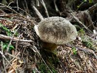 Boletus coniferarum image