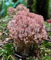 Ramaria botrytis image