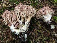 Ramaria botrytis image