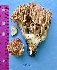 Ramaria botrytis image