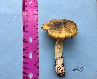 Tricholoma sejunctum image