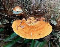 Pycnoporellus fulgens image