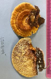 Pycnoporellus fulgens image