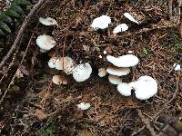 Crepidotus applanatus image