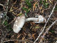 Amanita pachycolea image