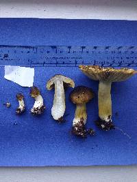 Tricholoma subsejunctum image