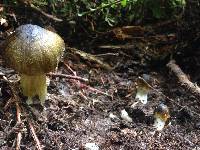 Tricholoma subsejunctum image