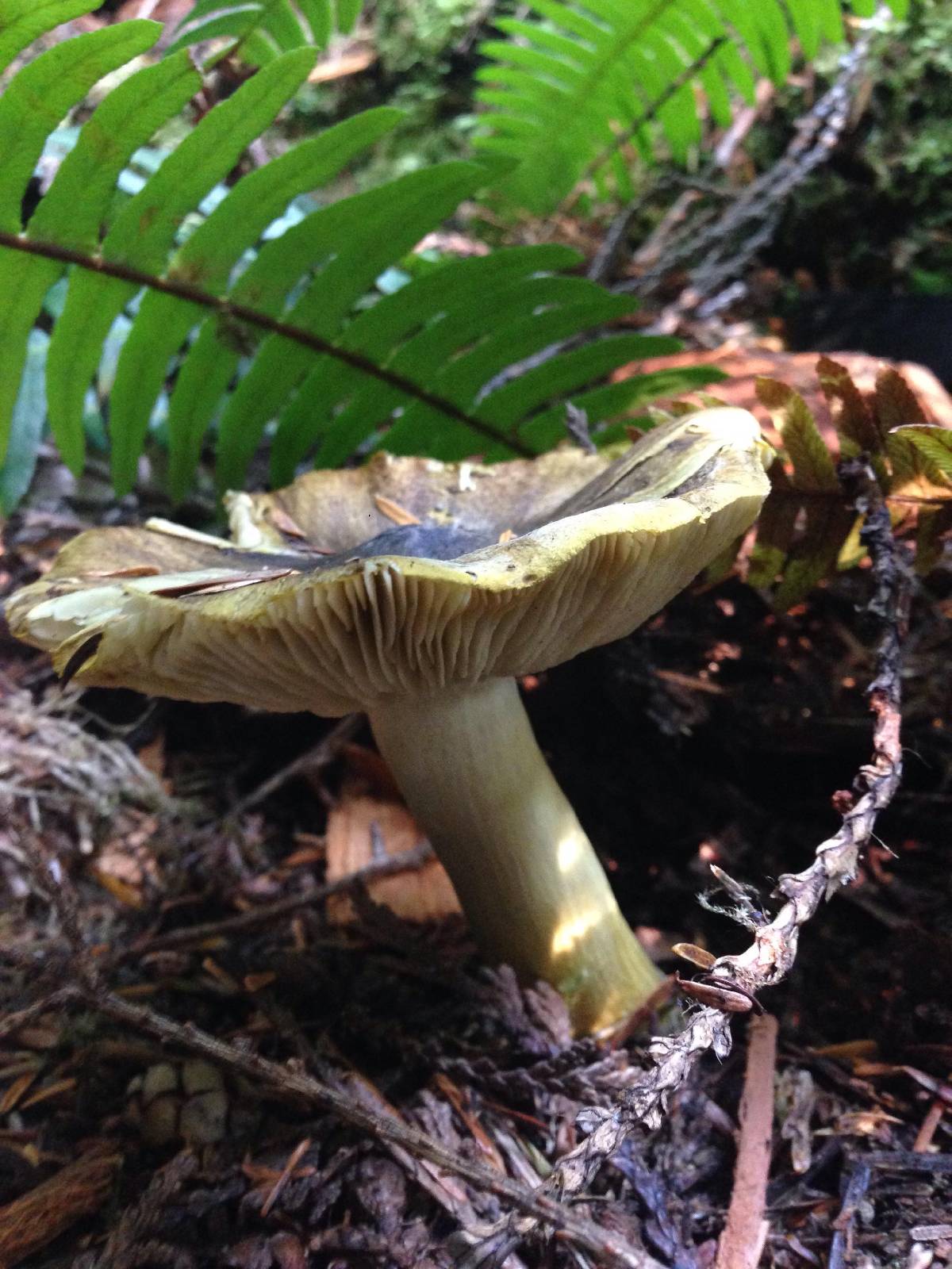 Tricholoma subsejunctum image