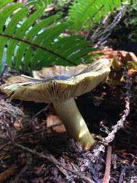 Tricholoma subsejunctum image