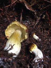 Tricholoma subsejunctum image