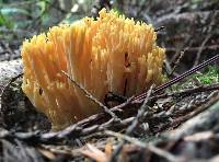 Ramaria formosa image