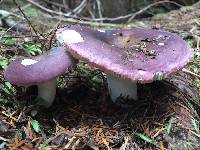 Russula viscida image