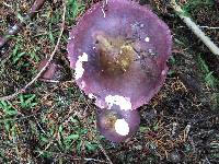 Russula viscida image