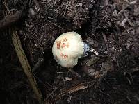 Image of Cortinarius rubicundulus