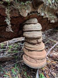 Ganoderma brownii image