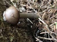 Amanita porphyria image