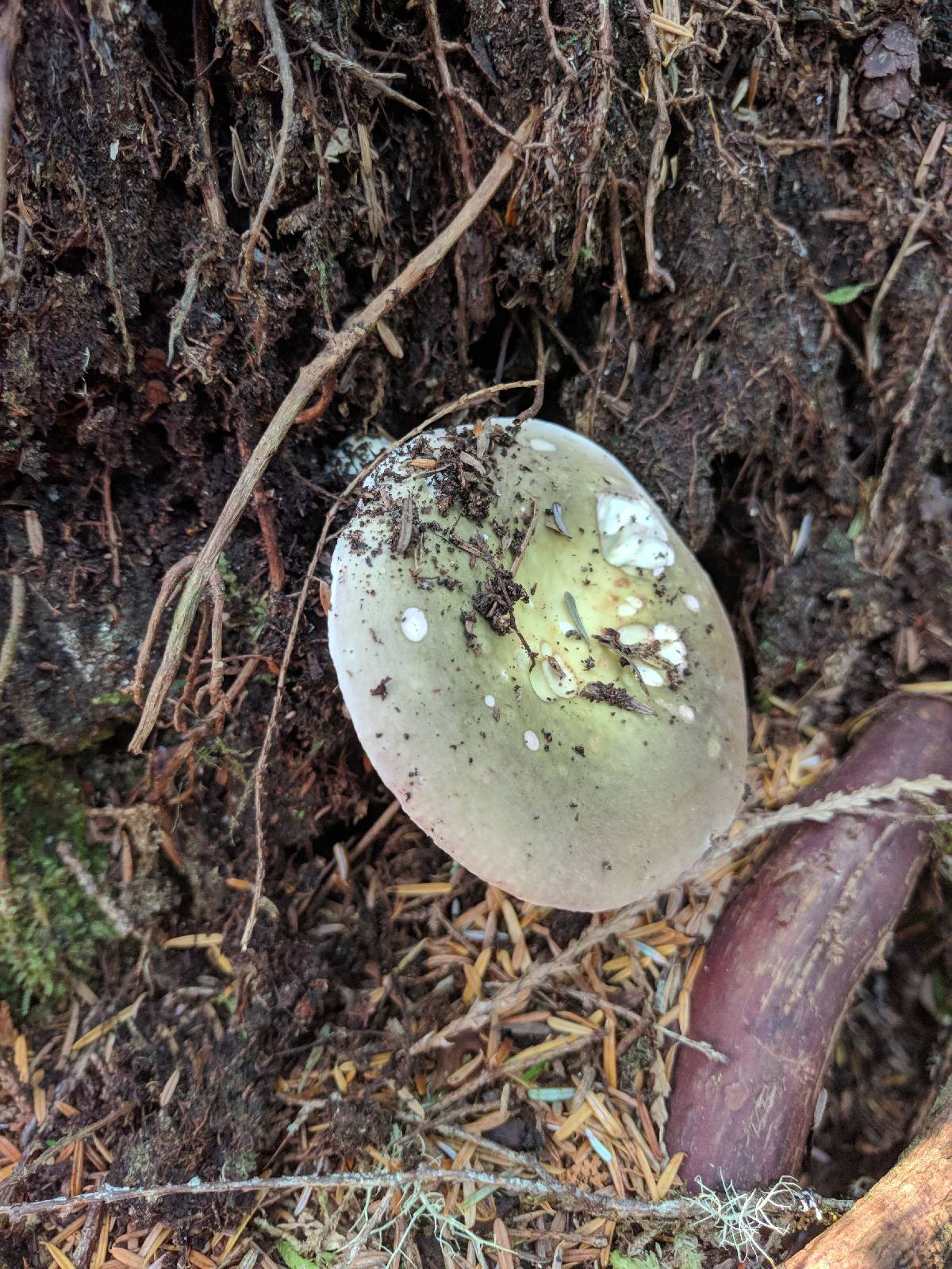 Russula viscida image