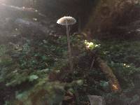 Mycena amicta image