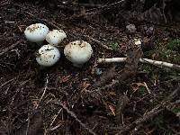 Russula crassotunicata image