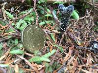 Elaphocordyceps ophioglossoides image