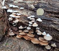 Crepidotus applanatus image