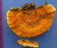 Pycnoporellus fulgens image