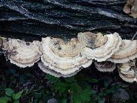 Trametes cubensis image