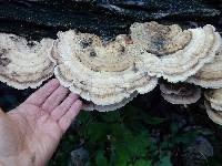 Trametes cubensis image