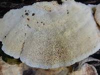 Trametes cubensis image