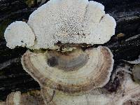 Trametes cubensis image