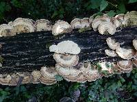 Trametes cubensis image