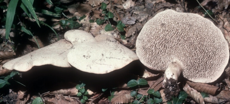 Bankera violacea image