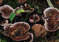 Hydnellum peckii image