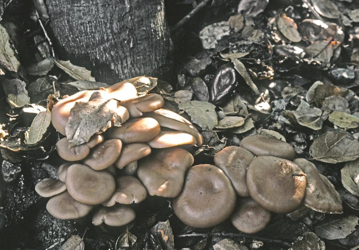 Clitocybe californiensis image