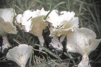 Clitocybe candicans image