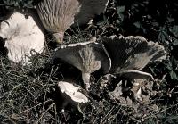 Clitocybe candicans image