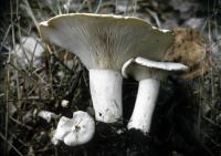 Clitocybe candicans image