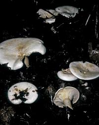 Clitocybe candicans image