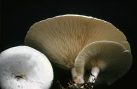Image of Clitocybe candicans