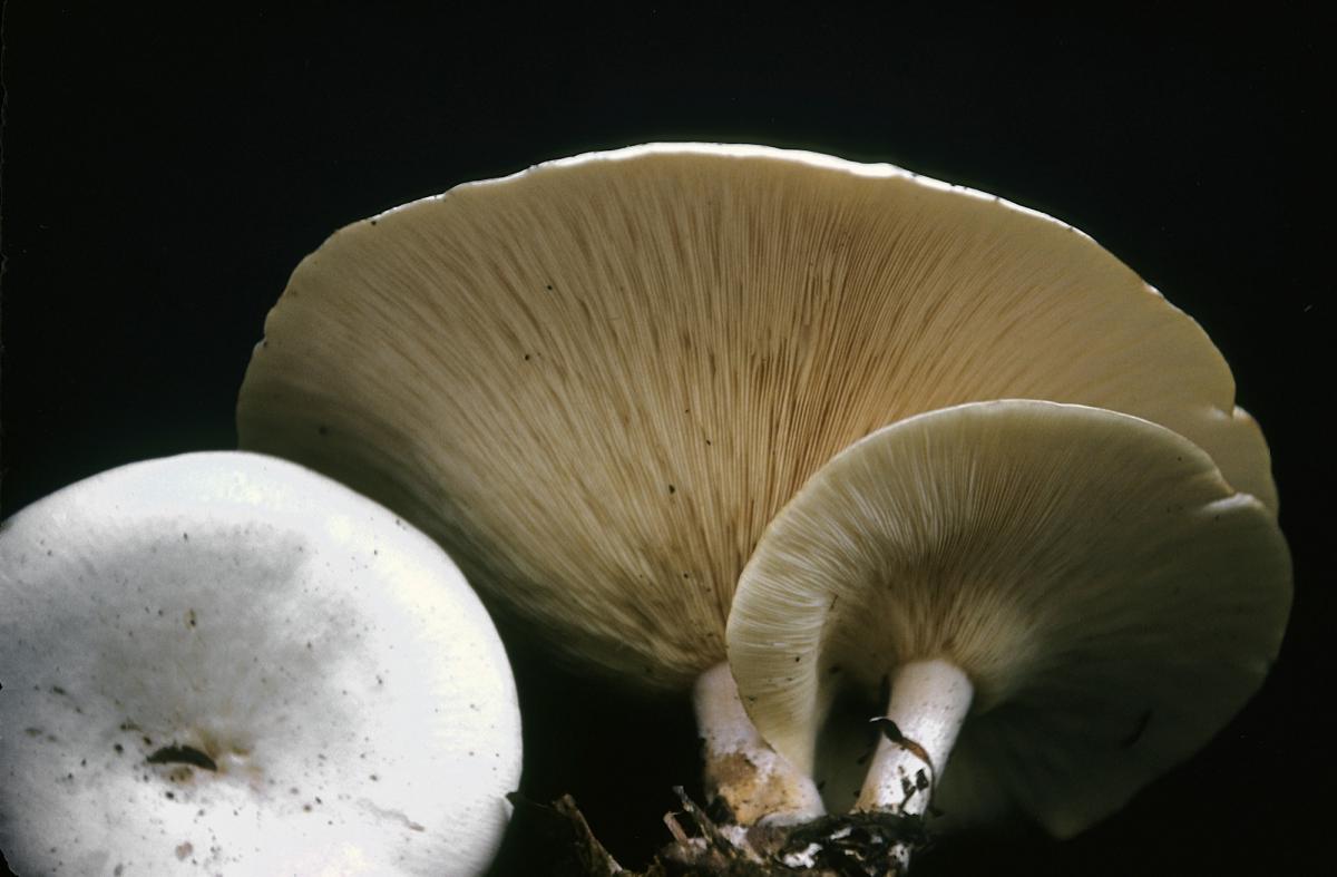 Clitocybe candicans image