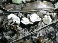 Clitocybe candicans image