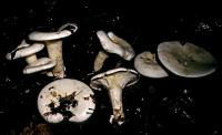 Clitocybe candicans image