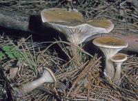 Image of Clitocybe clavipes