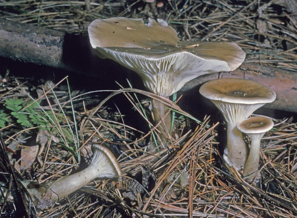 Ampulloclitocybe image