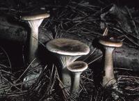 Ampulloclitocybe clavipes image