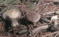 Ampulloclitocybe clavipes image