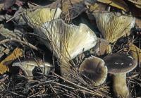 Ampulloclitocybe clavipes image