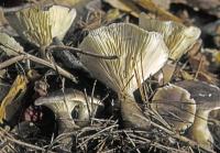 Ampulloclitocybe clavipes image