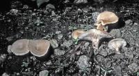 Clitocybe compressipes image