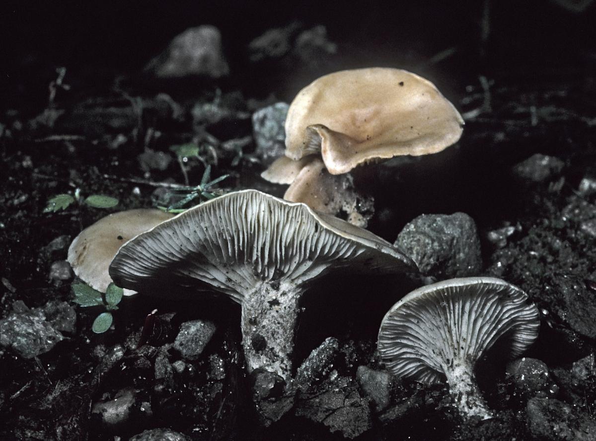 Clitocybe compressipes image